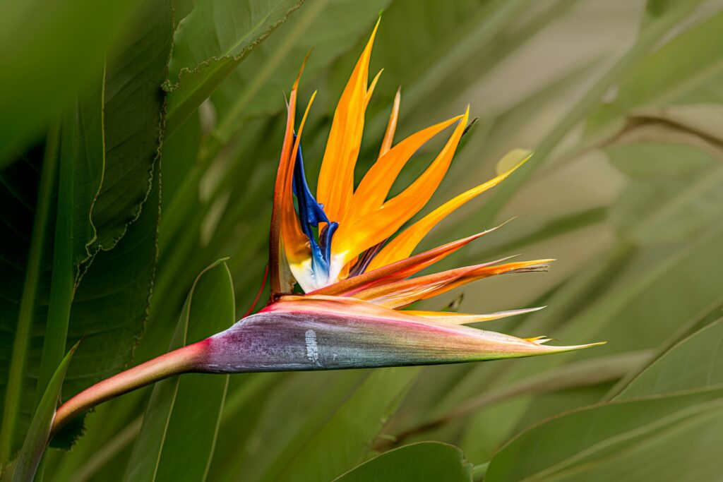 strelitzia kunstplant