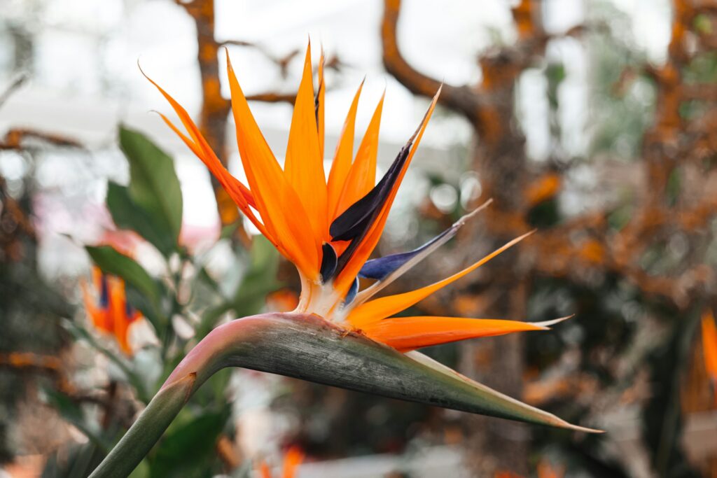 strelitzia kunstplant